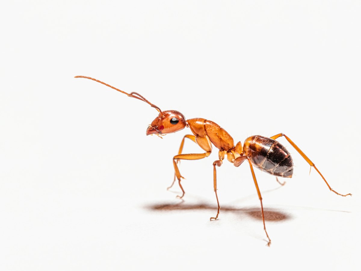 Close-up of an ant on a white countertop