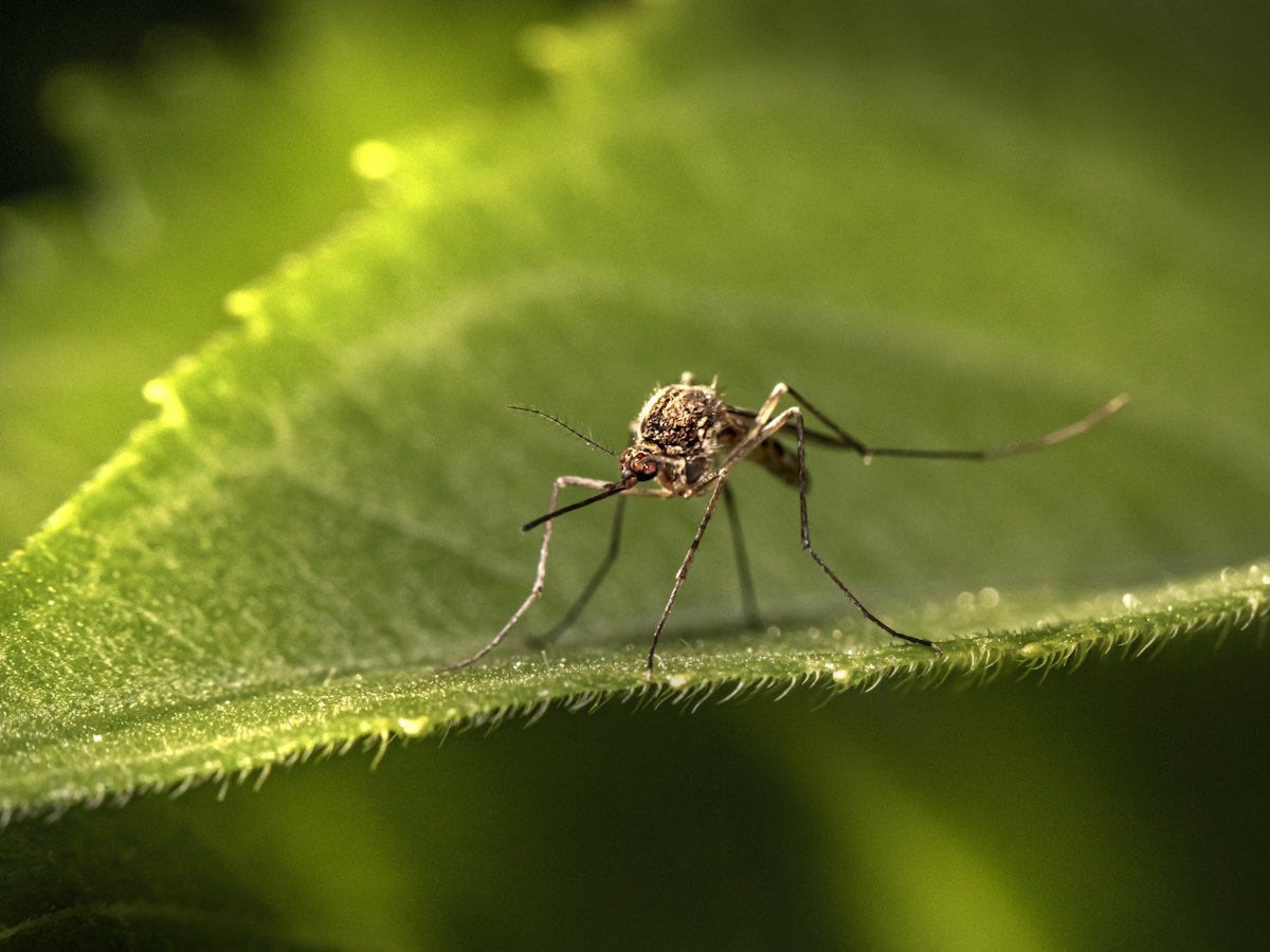 Mosquito resting on a leaf
