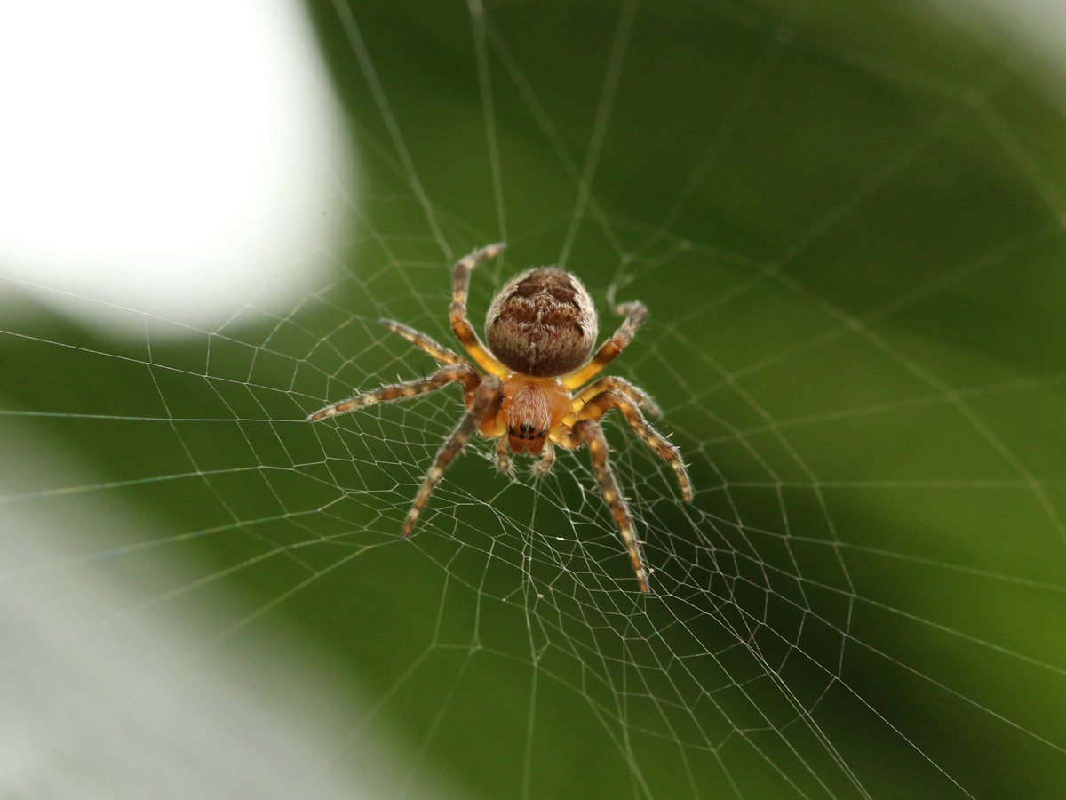 Spider sitting on its web