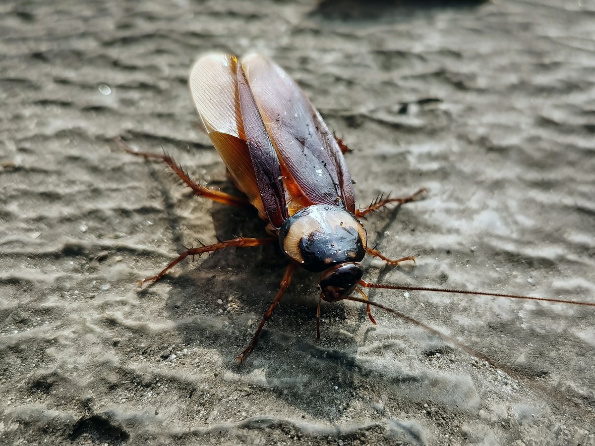 Cockroach crawling on a gray surface