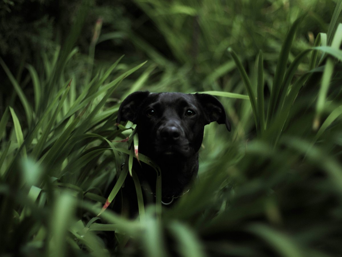 Black dog in a backyard garden