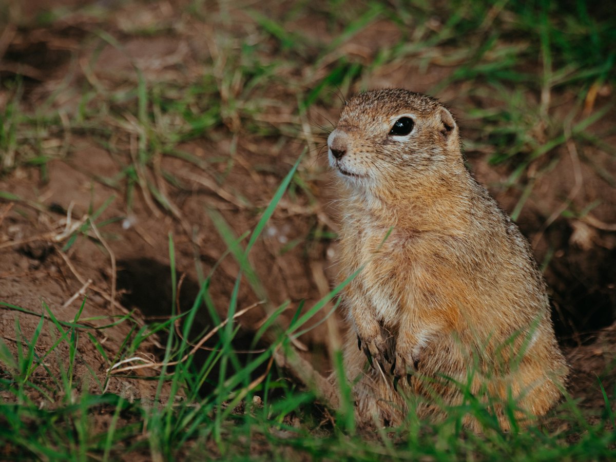 Gopher peeking out of its burrow