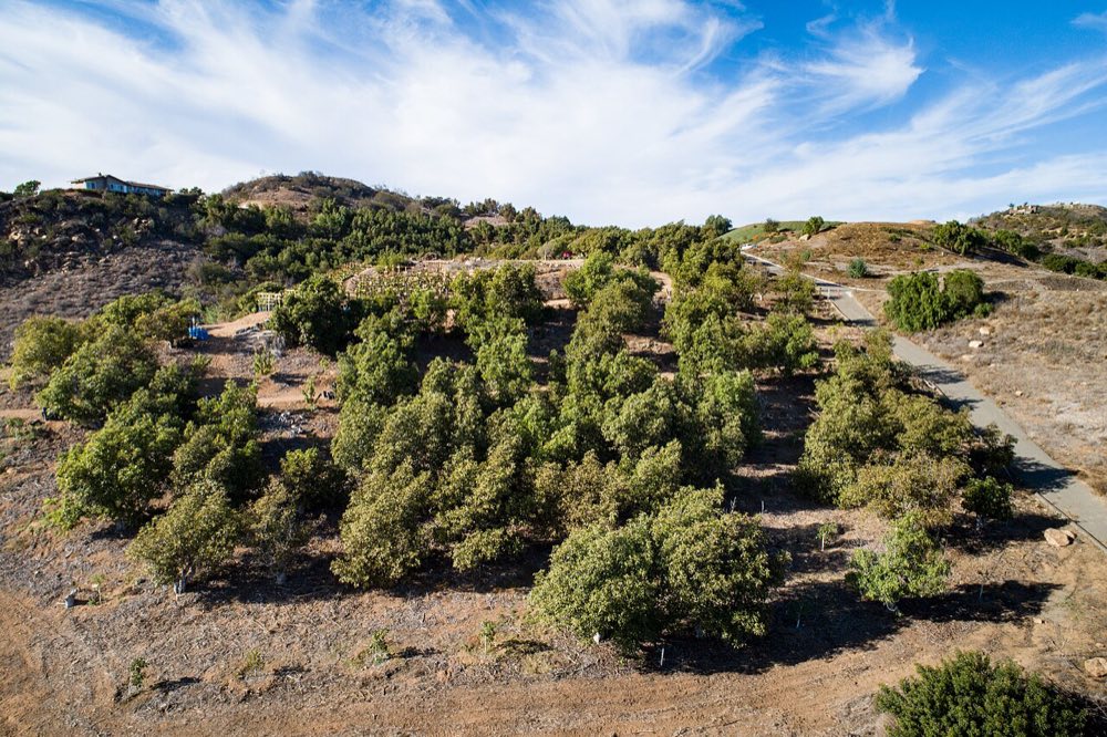 Avocado grove on a hillside in Fallbrook, California
