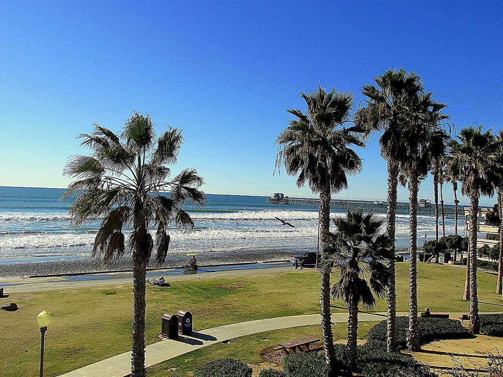 Palm trees and the Oceanside Pier in Oceanside, California