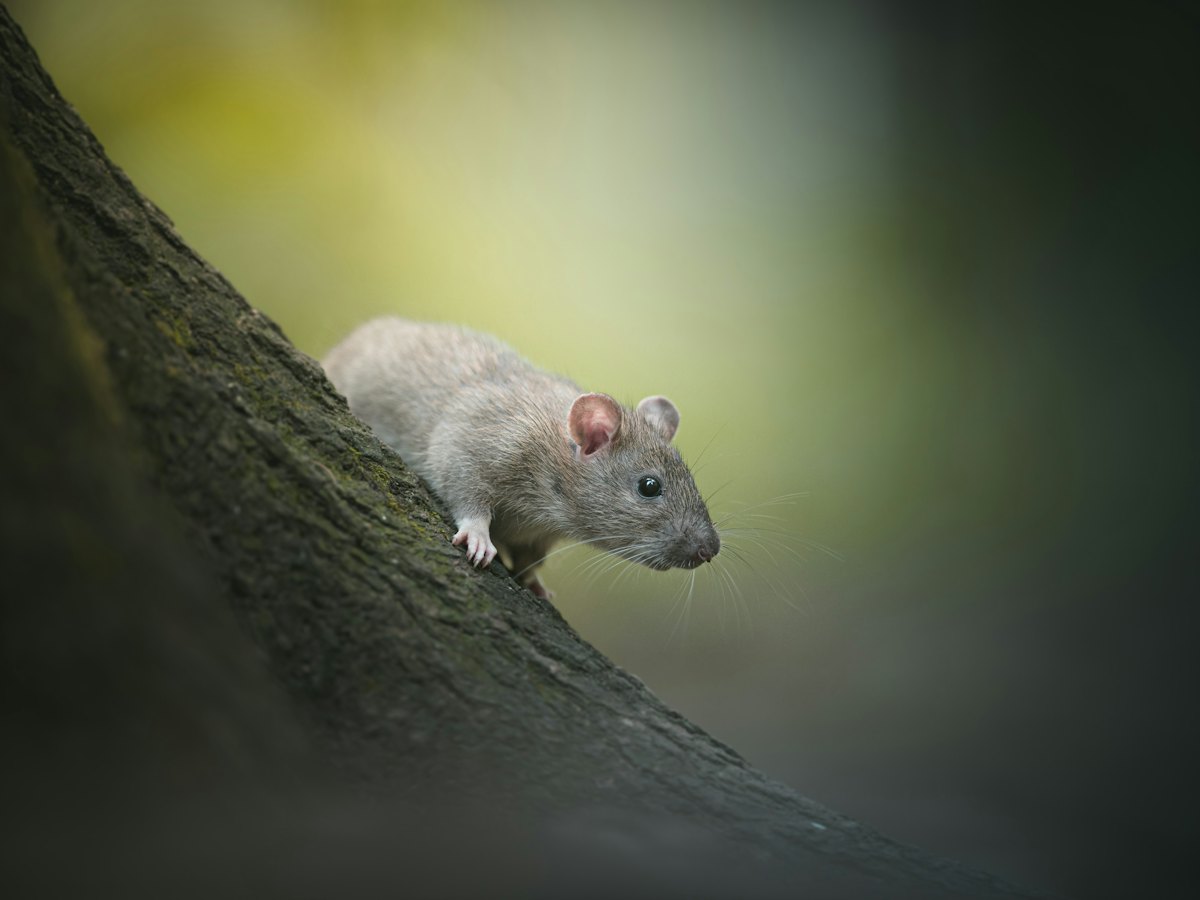 Rodent climbing up the side of a tree