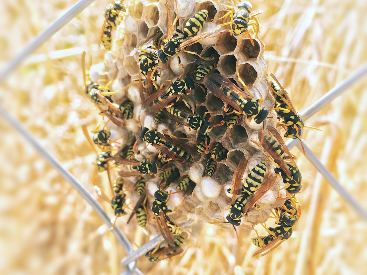 Yellowjacket wasps on a paper nest